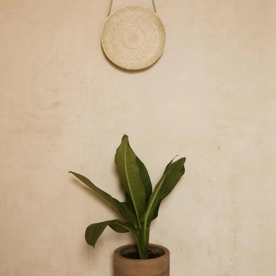 Casa Montore By Barrio Mexico Guadalajara